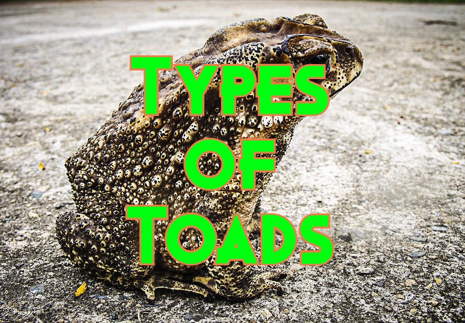 types of toads