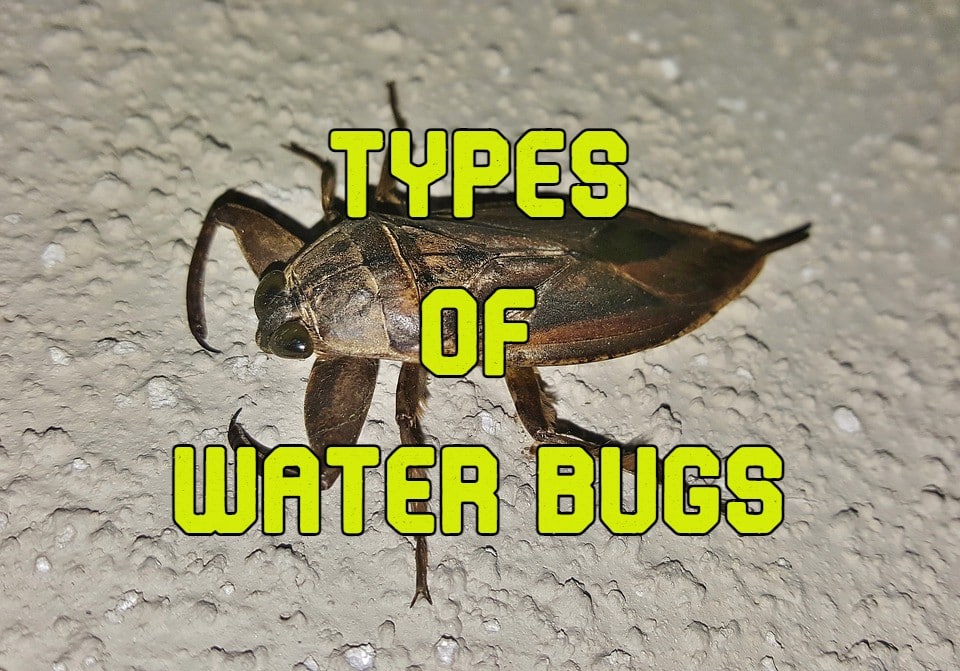 types of water bugs