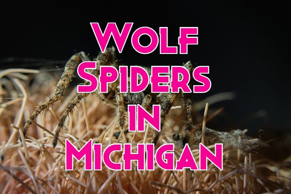 wolf spiders in Michigan