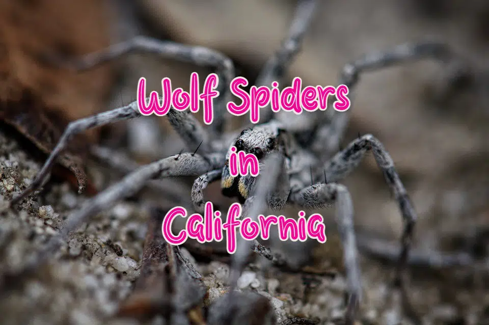 wolf spiders in california