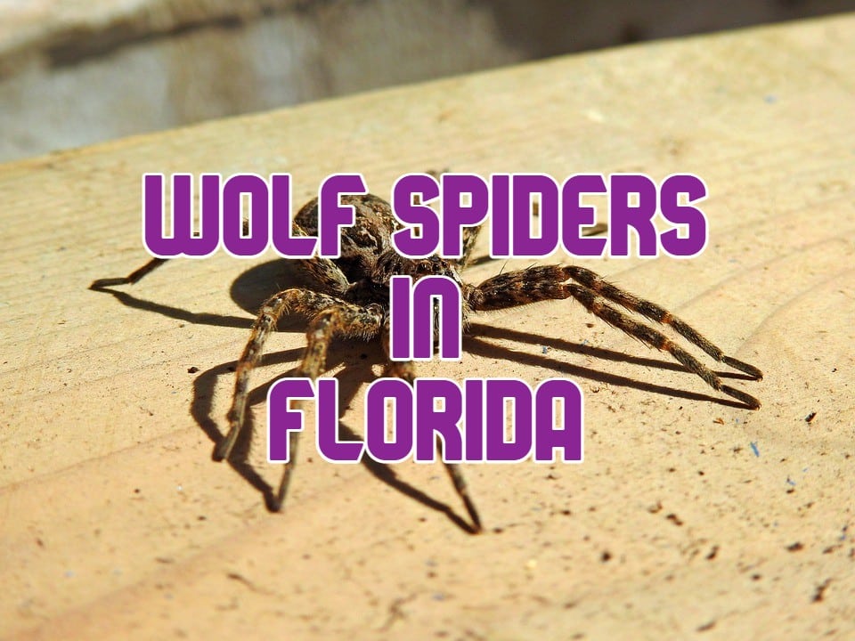 wolf spiders in florida