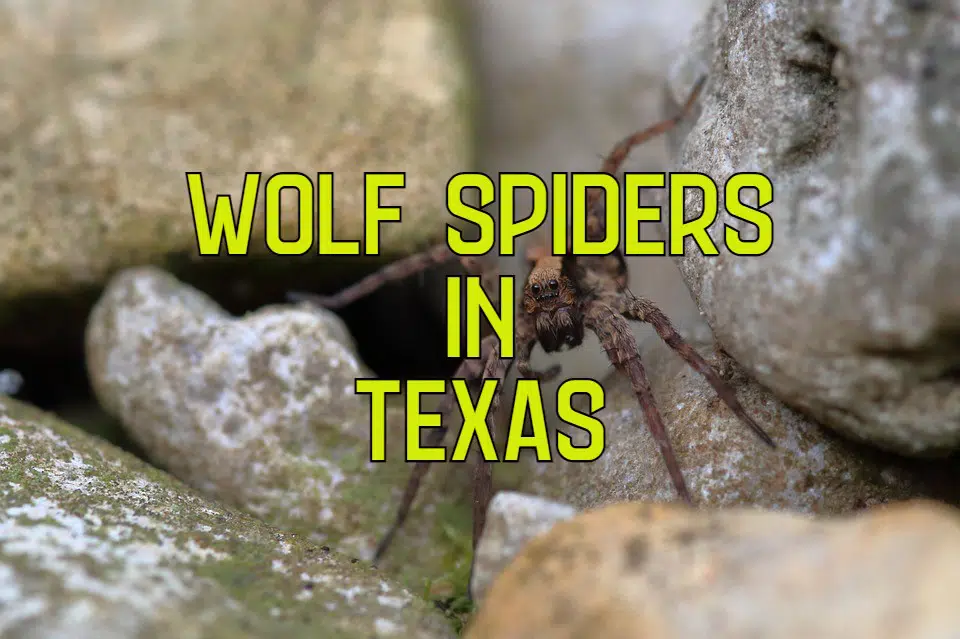 wolf spiders in texas
