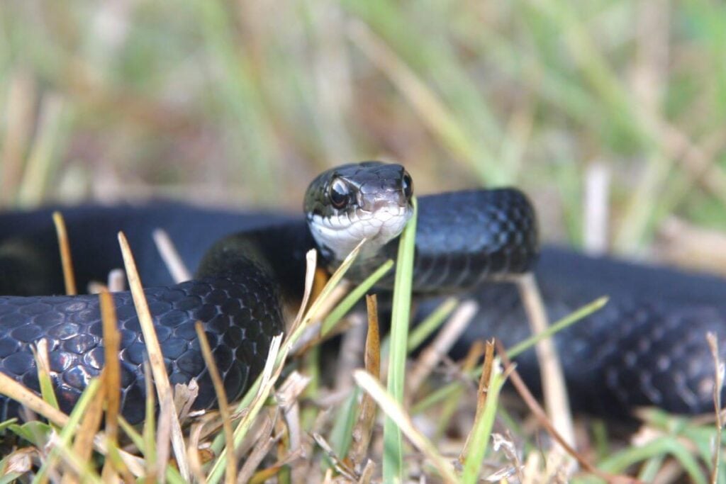 Coluber constrictor priapus