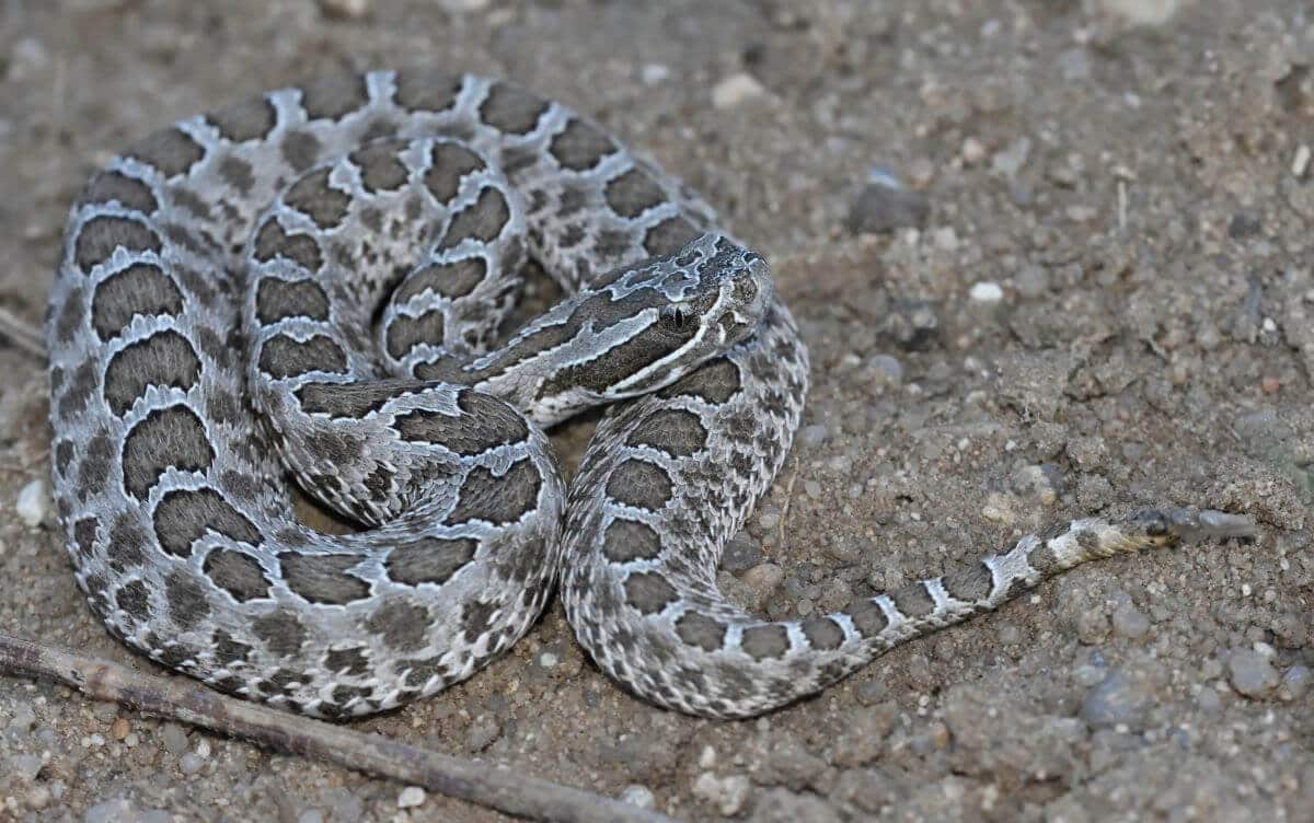 15 Black And White Snakes (pictures And Identification)