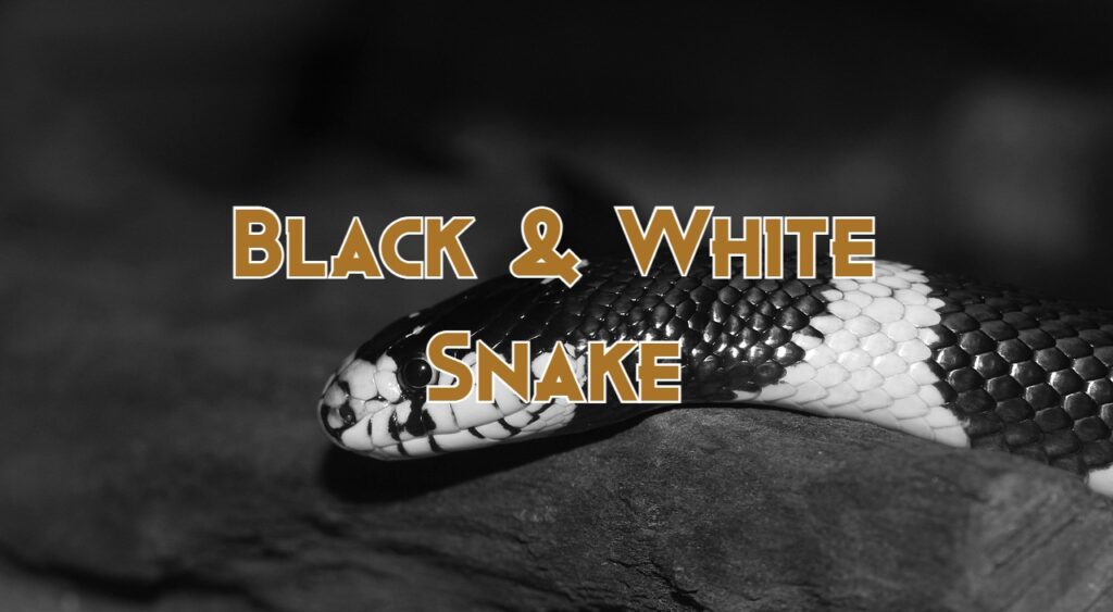 black and white snakes