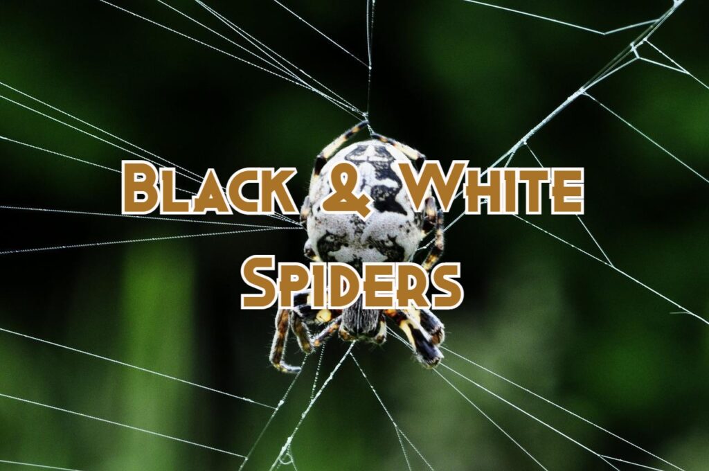 black and white spiders