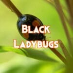 black ladybugs
