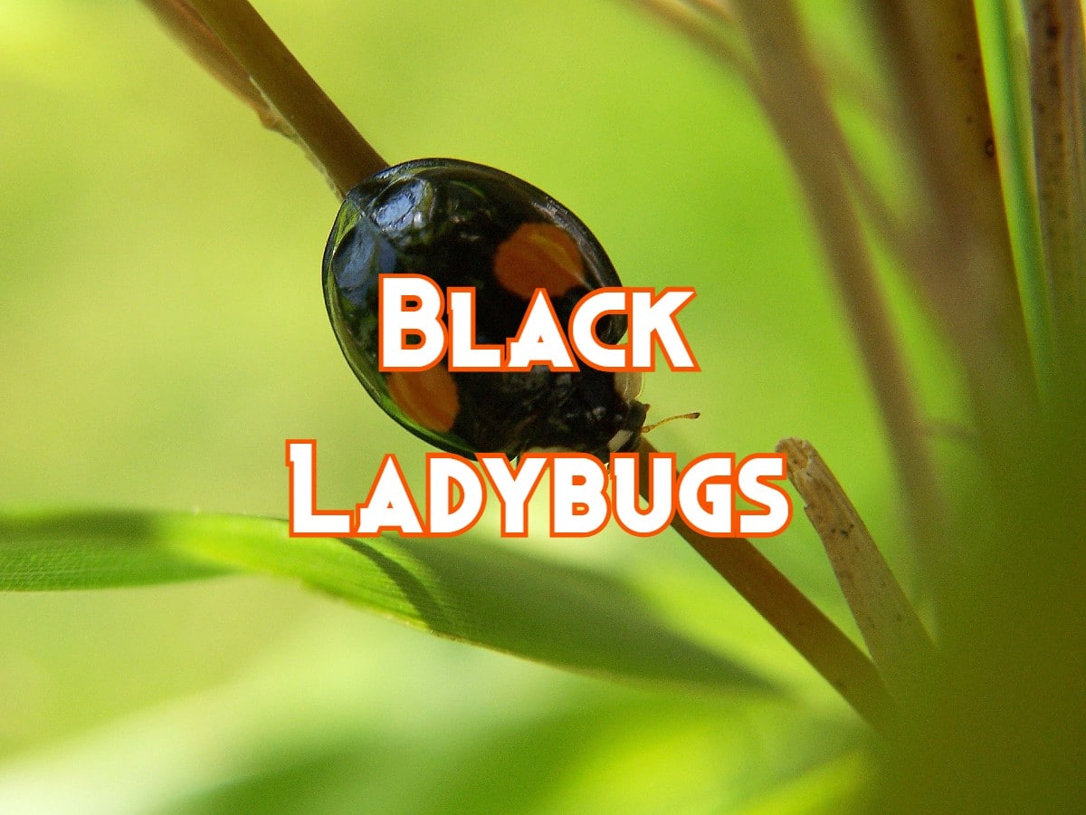 Black Ladybugs: Types, Pictures, Spiritual Meaning, and Bite