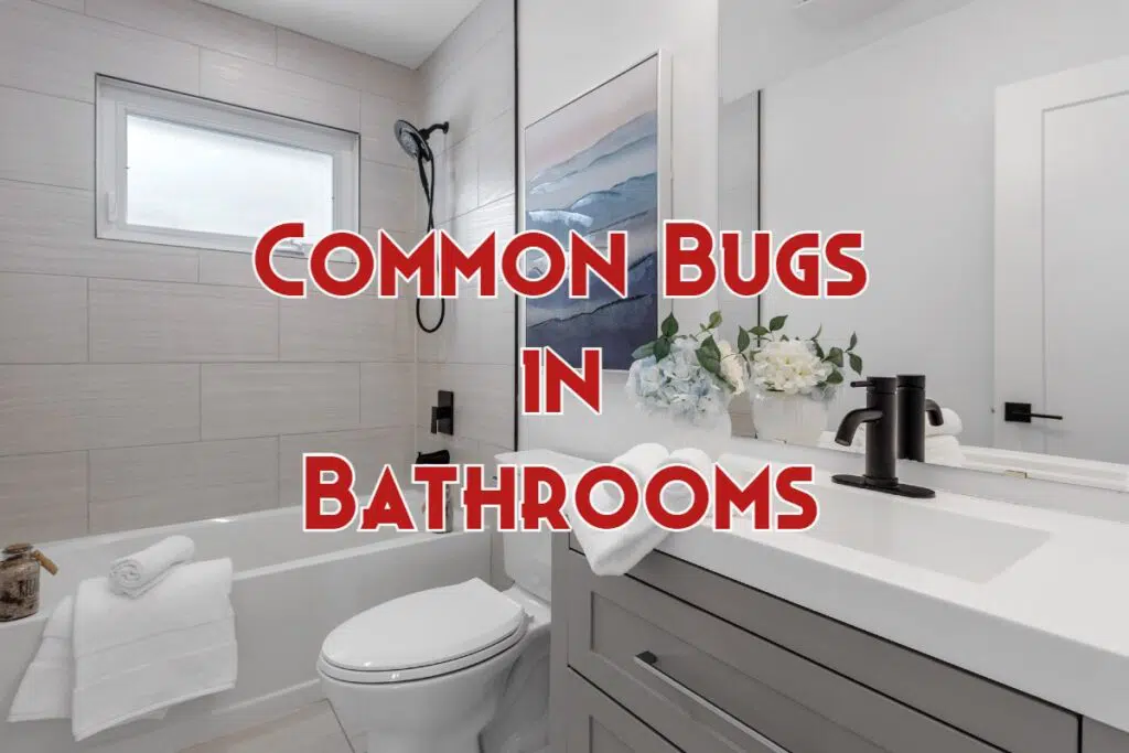 bugs in bathrooms