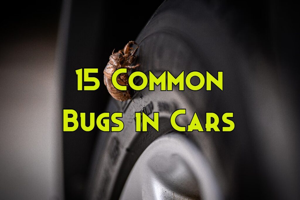 bugs in car