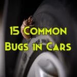 bugs in car