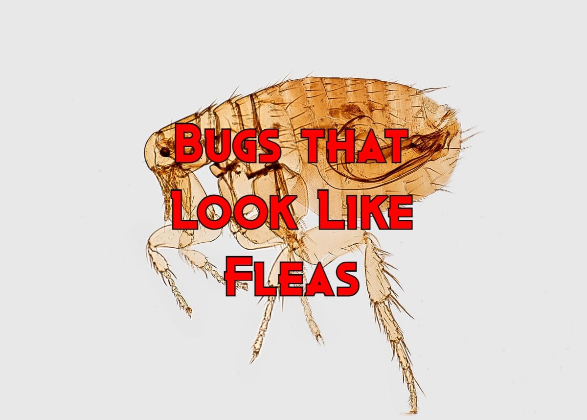 19 Bugs That Look Like Fleas Pictures And Identification 4118