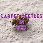 carpet beetles in bed