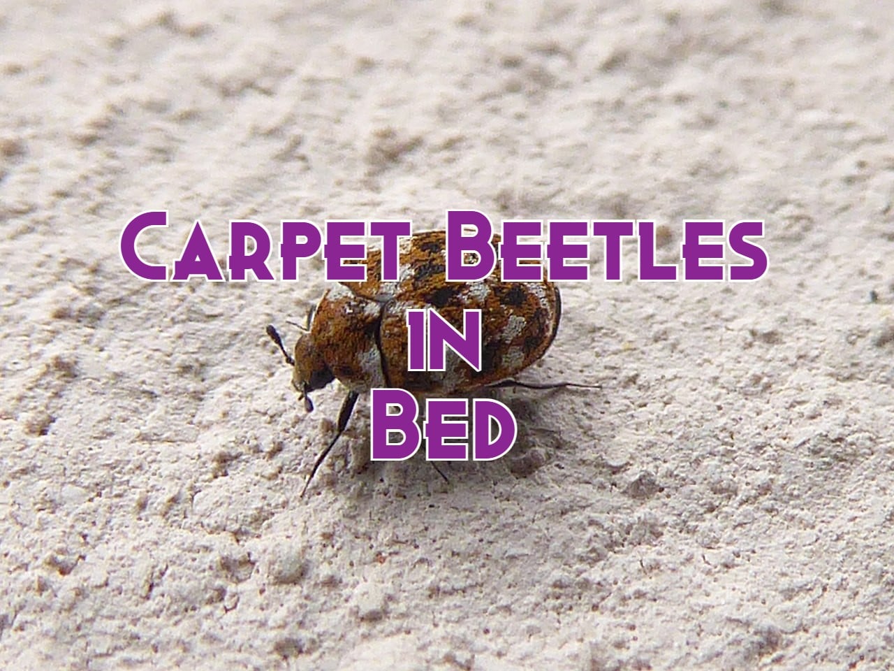 carpet beetles mattress cover
