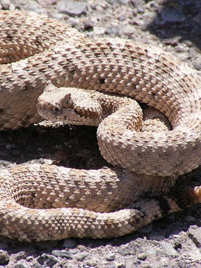 46 Snakes of California (Venomous and Nonvenomous) - ThePetEnthusiast