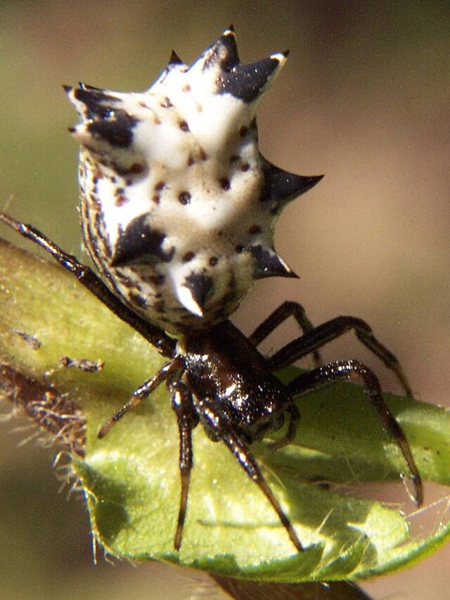 60 Pennsylvania Spiders (Venomous and Nonvenomous) - ThePetEnthusiast