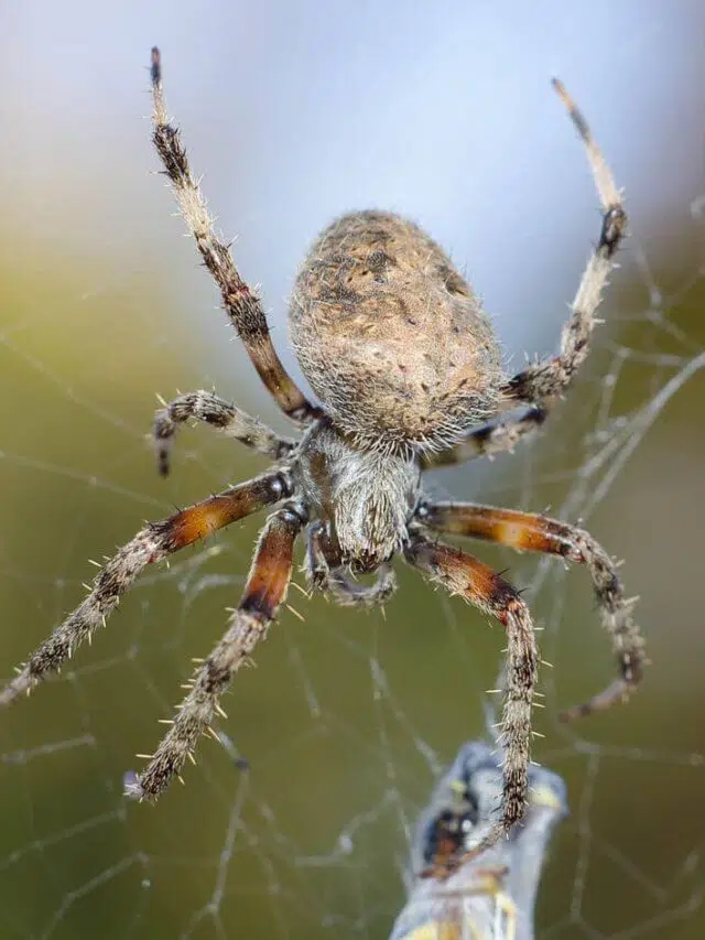 60 Common California Spiders (Pictures and Identification)