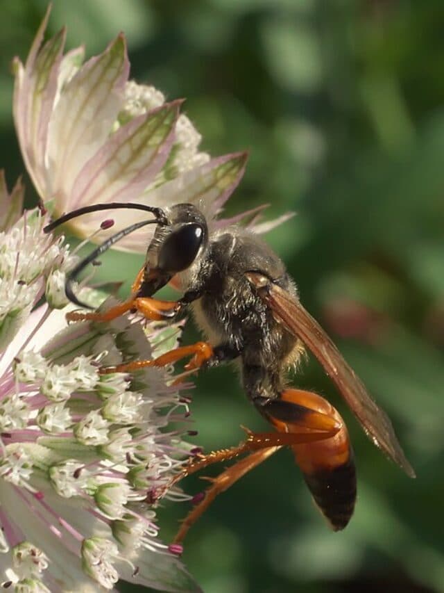 26 Common Wasps In Ohio (with Pictures)
