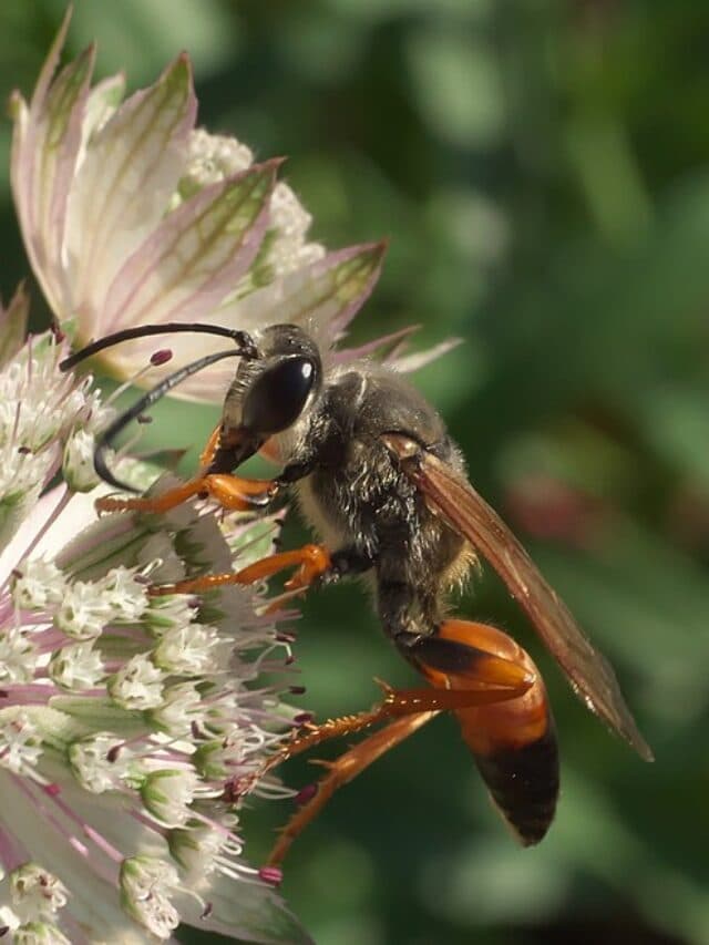 30 Common Wasps In California (with Pictures)