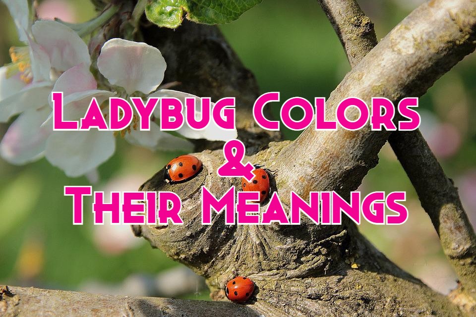 ladybug colors