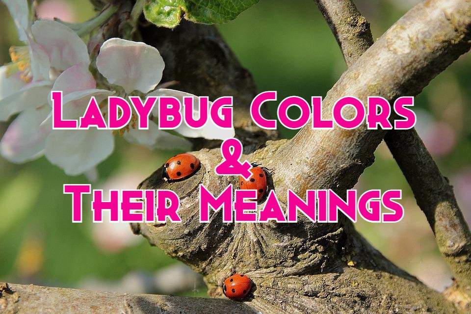 learn-about-nature-are-ladybugs-poisonous-learn-about-nature