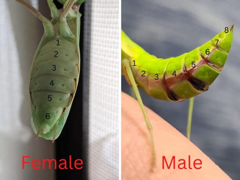 Praying Mantis Gender How to Identify Male or Female