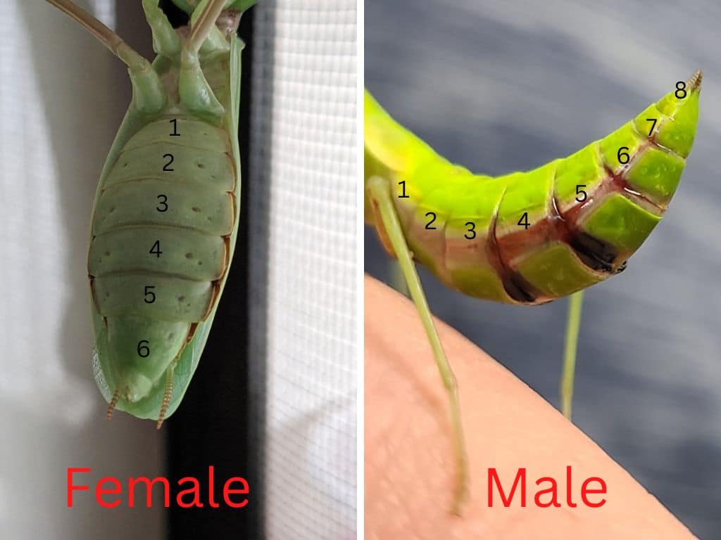 praying mantis male or female