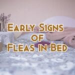 signs of fleas in bed