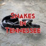 snakes in Tennessee