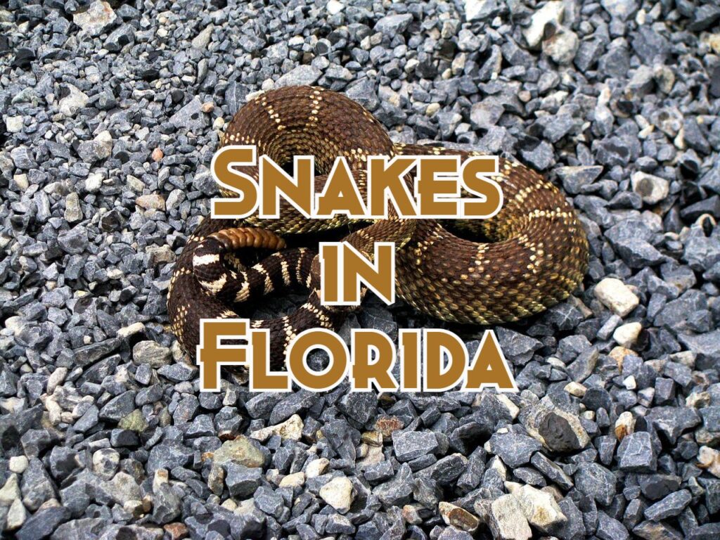 snakes in florida