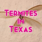 termites in texas