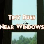 tiny black bugs in houses near windows