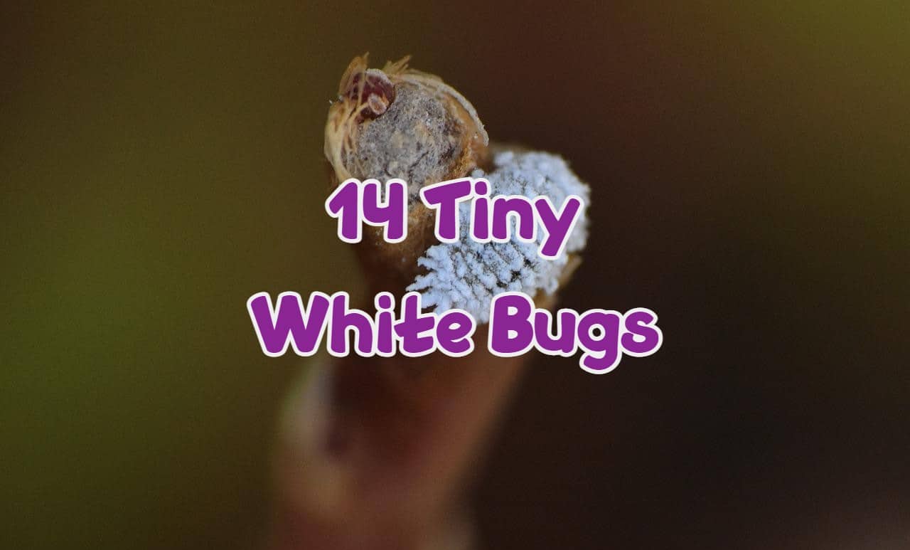 14 Tiny White Bugs That Look Like Dust And Lint (Some Can Jump & Bite)