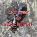 types of black beetles