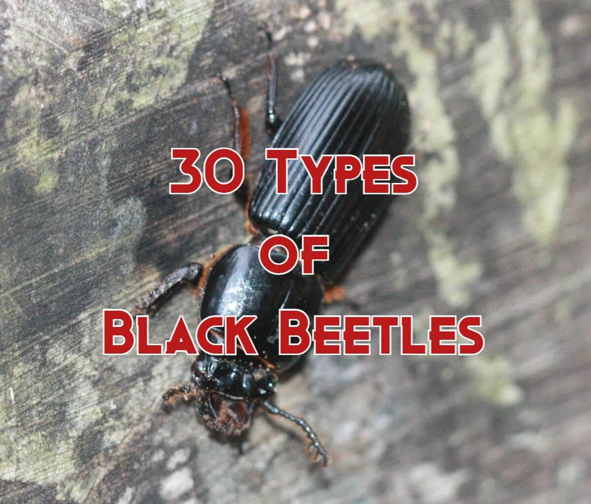 30 Types Of Black Beetles Pictures And Identification