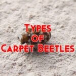 types of carpet beetles