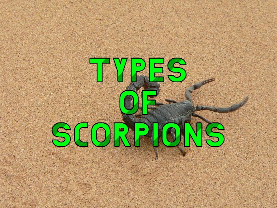 types of scorpions