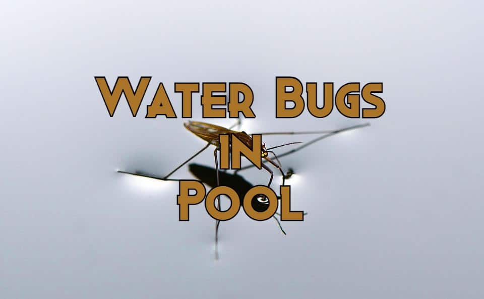 water bugs in pool