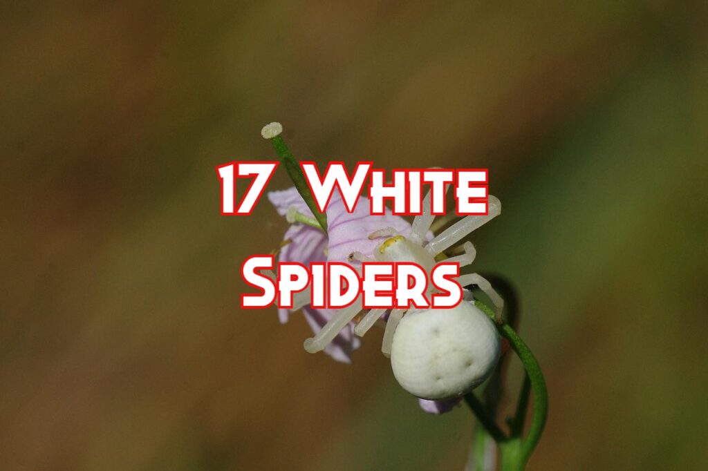 white spiders