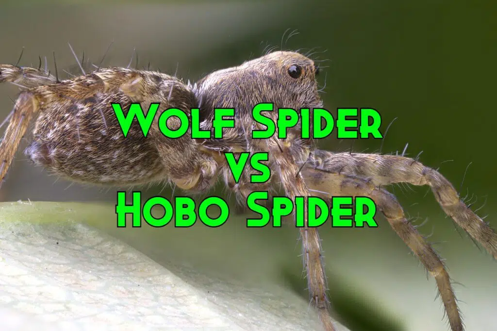 wolf spider vs hobo spider