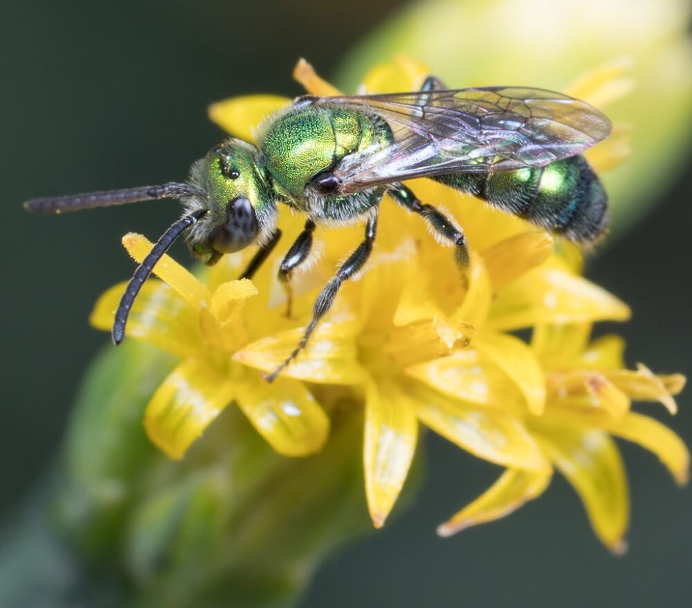 18 Types of Green Bees (Pictures and Identification Guide)