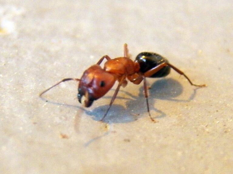Red Color Ant 19 Black and Red Ants (Pictures and Identification Guide)