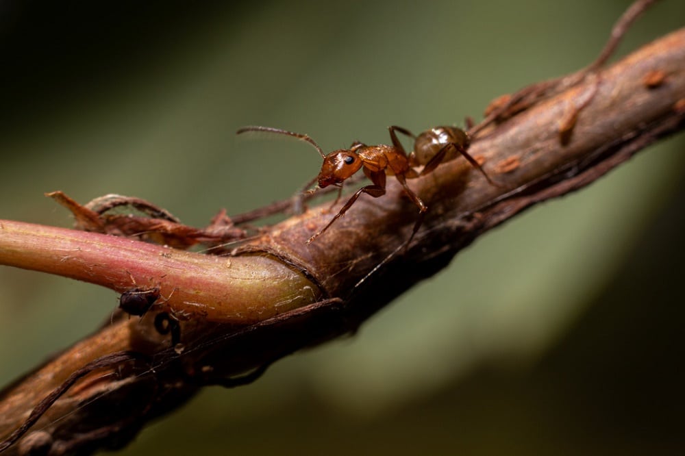 Camponotus snellingi