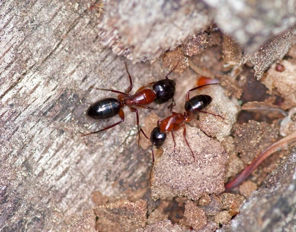 Camponotus texanus