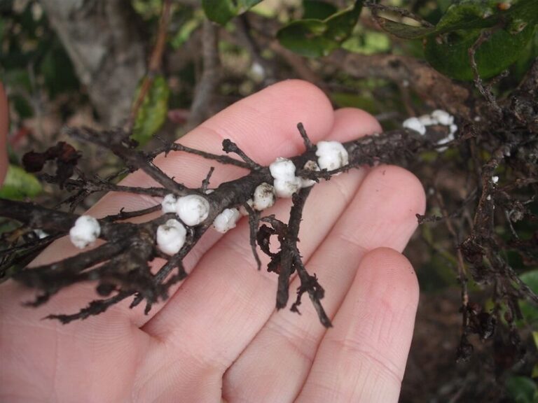 37 Types of Scale Insects (Pictures and Identification Guide)