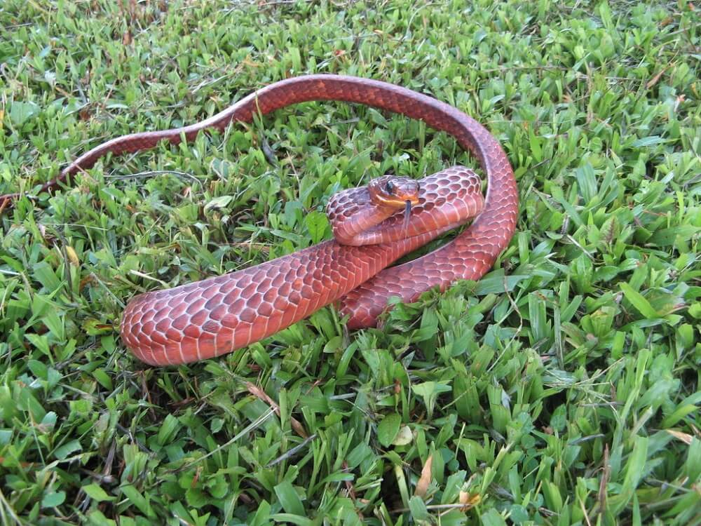29 Vivid Red Snakes in The World (with Pictures)