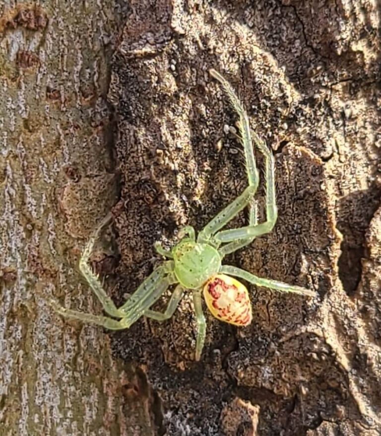 30 Common Green Spiders (Pictures And Identification Guide)