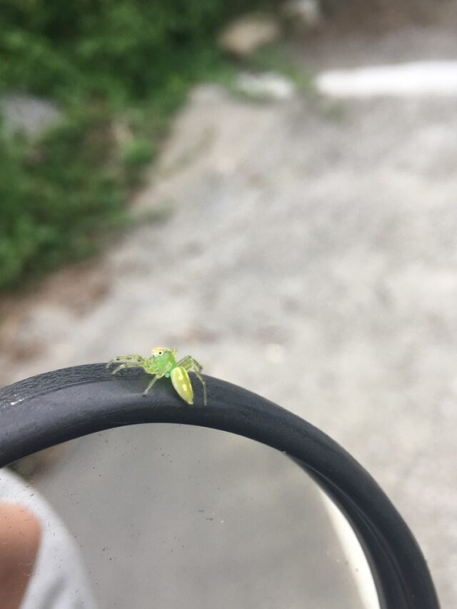 30 Common Green Spiders (Pictures And Identification Guide)