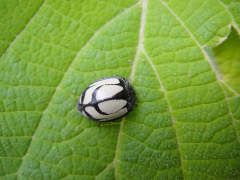 White Ladybugs with Black Spots: Types, Bite, and Spiritual Meaning