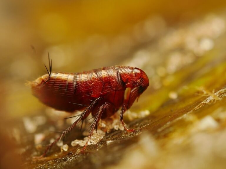 24 Tiny Black Bugs That Bite and Itch (& How to Get Rid of Them)